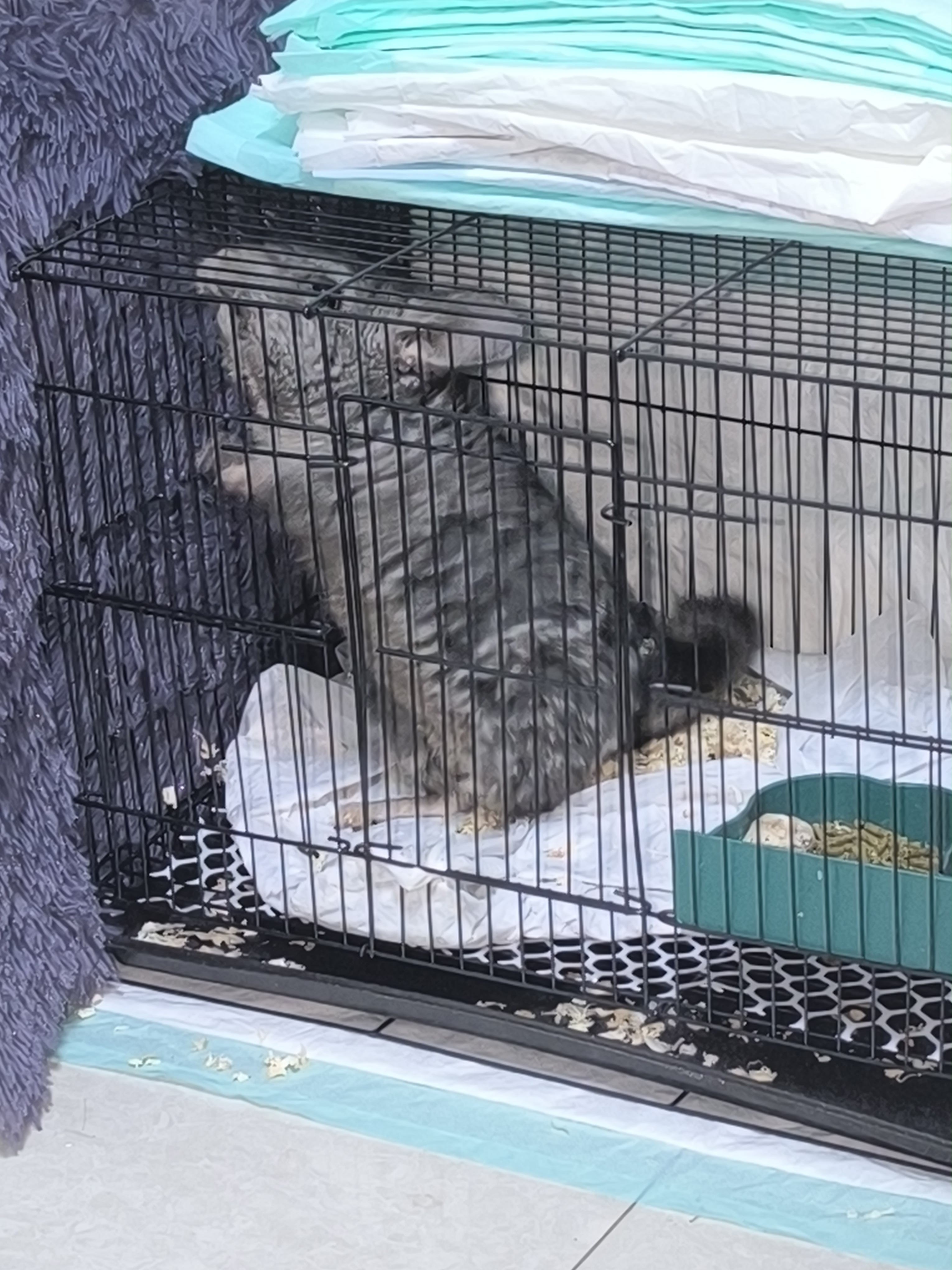 可爱的龙猫